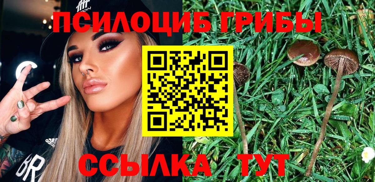 Галлюциногенные грибы Psilocybine cubensis Луга